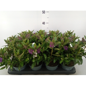 Hebe  'Hebedonna Emma'