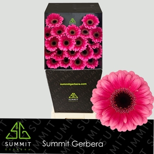 Germini Amelie Diamond