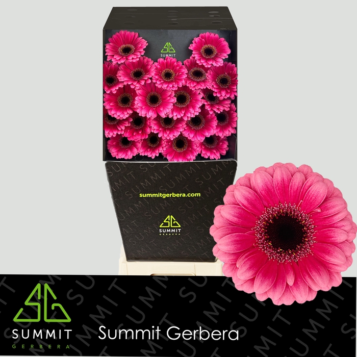 <h4>Germini Amelie Diamond</h4>