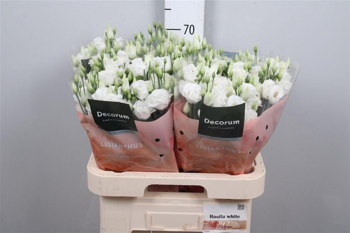 <h4>Eus G Rosi White</h4>