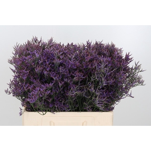 Lim Safora Dark Blue