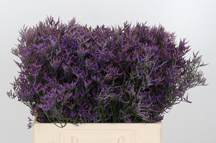 <h4>Lim Safora Dark Blue</h4>