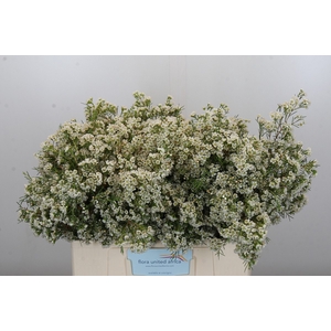 Chamelaucium Blizzard