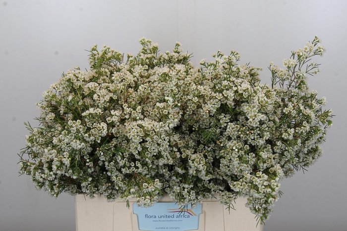 <h4>Chamelaucium Blizzard</h4>