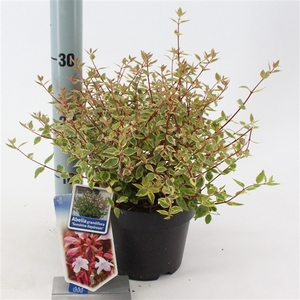 Abelia grandiflora Sunshine Daydream  P17 (2ltr)