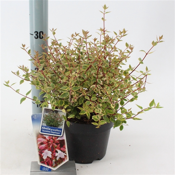 <h4>Abelia grandiflora Sunshine Daydream  P17 (2ltr)</h4>