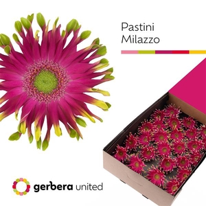 Ge Gr Pasta Milazzo Box United