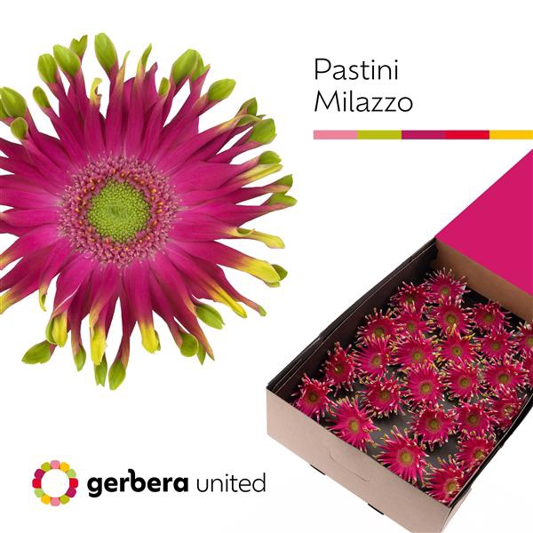 <h4>Ge Gr Pasta Milazzo Box United</h4>