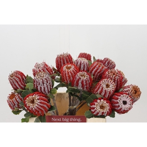 Banksia Coccinea