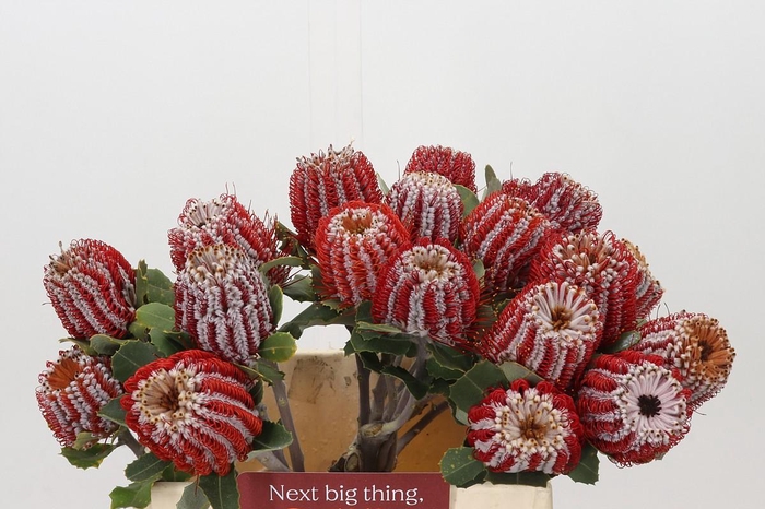 <h4>Banksia Coccinea</h4>