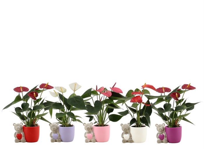 <h4>Anthurium andr.   ...mix  3</h4>