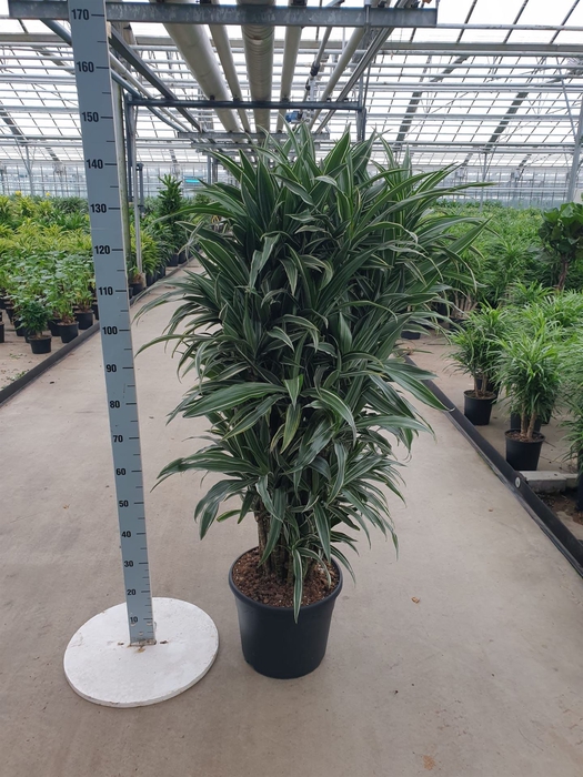 <h4>Dracaena fr de 'Warneckei'</h4>