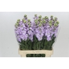 Matthiola Iron Marine