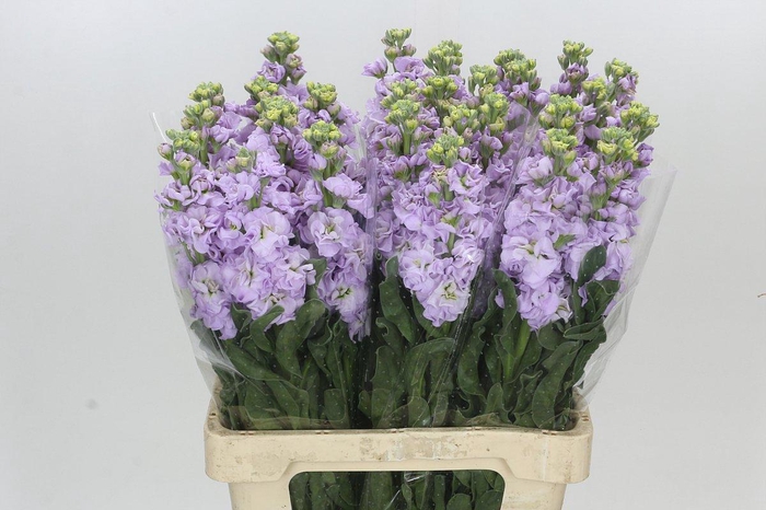 Matthiola Iron Marine