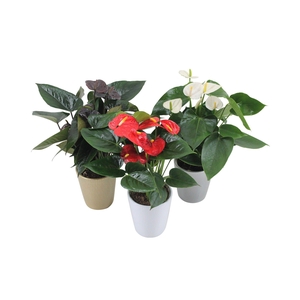 Anthurium Flamingomix 12cm in keramieken pot