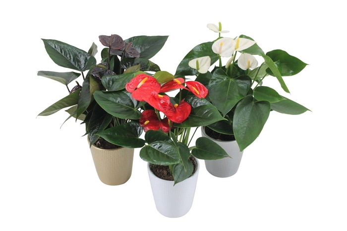 <h4>Anthurium Flamingomix 12cm in keramieken pot</h4>
