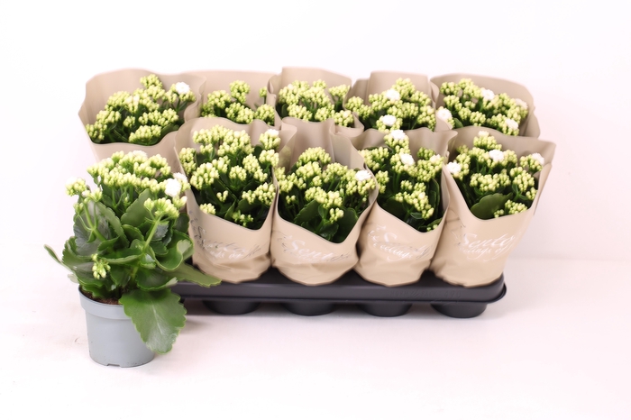 <h4>KAL GE PERFECTA WHIT</h4>