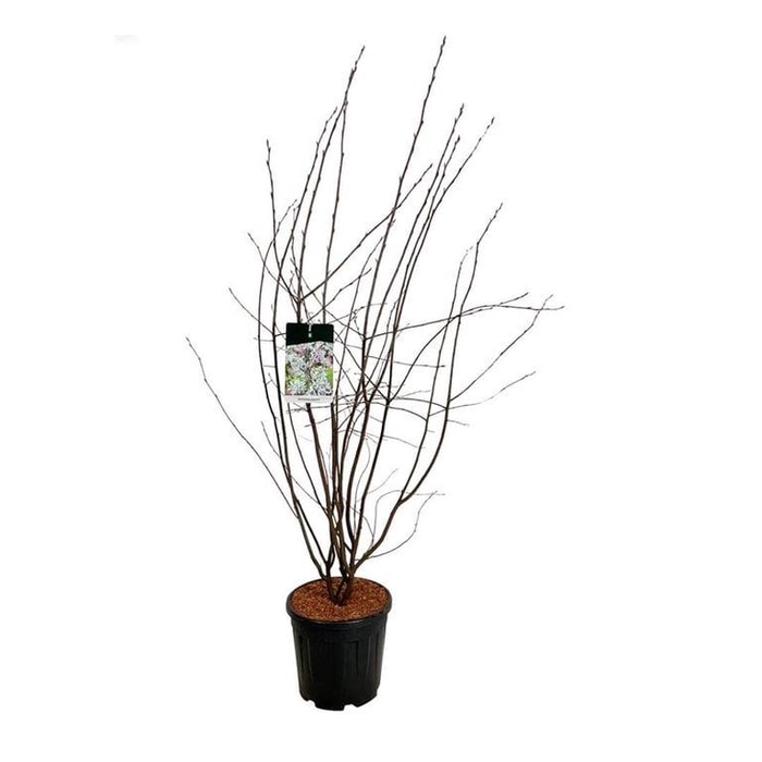 <h4>Amelanchier lamarckii</h4>