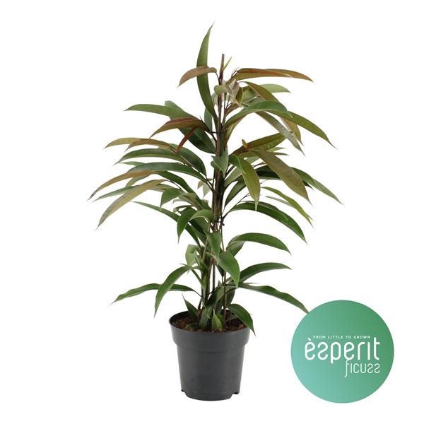 <h4>Ficus binnendijkii Amstel King</h4>