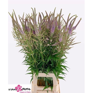 VERONICASTRUM VIRG. FASCINATION VER