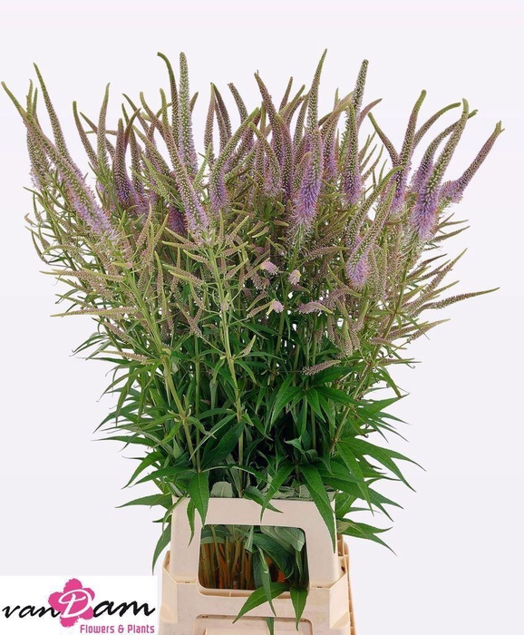 <h4>VERONICASTRUM VIRG. FASCINATION VER</h4>