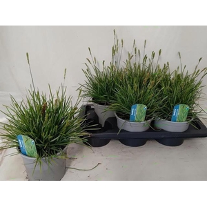 SESLERIA CAERULEA