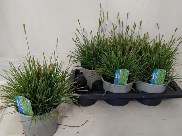 <h4>SESLERIA CAERULEA</h4>