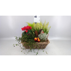 Arr.   Tuinplanten L%