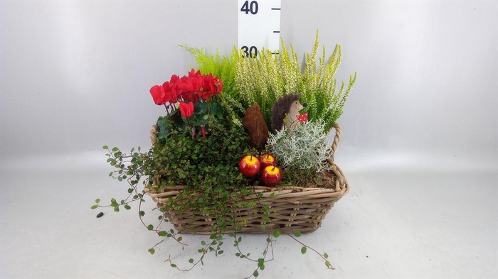 <h4>Arr.   Tuinplanten L%</h4>