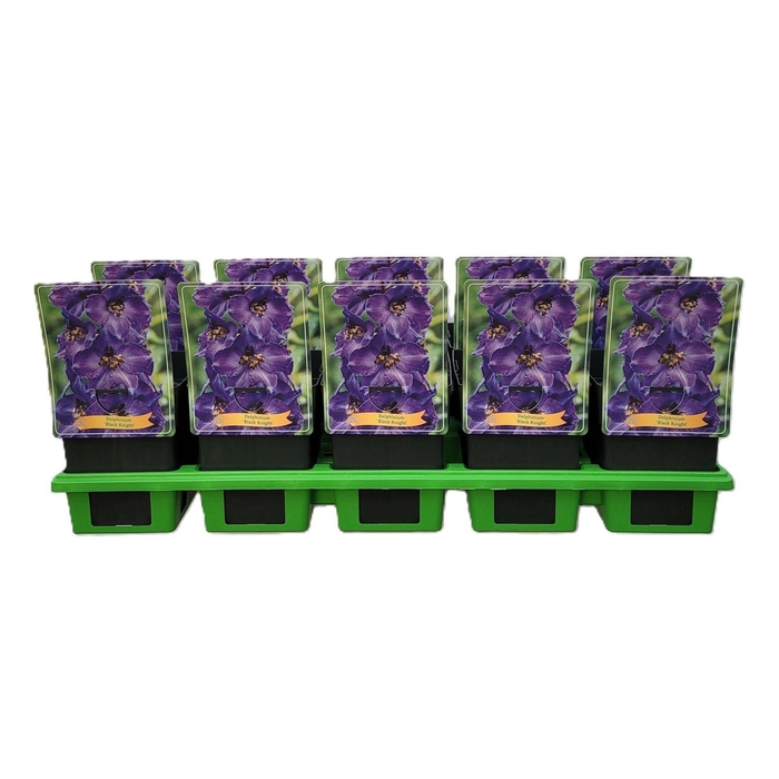 <h4>Delphinium Pacific Giant Black</h4>
