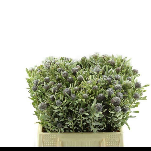 <h4>LEUCAD PUBESCENS</h4>