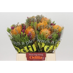 BQ Nutans 3 Flower