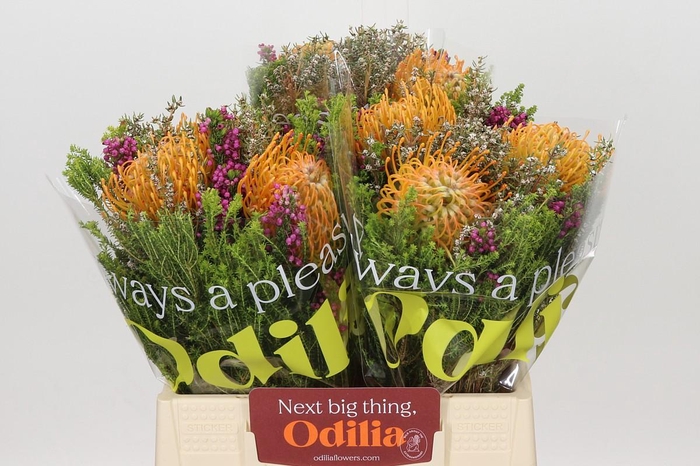 <h4>BQ Nutans 3 Flower</h4>