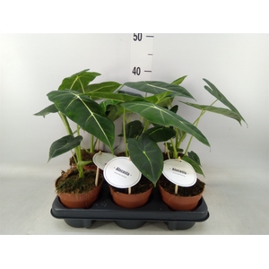 Alocasia   ...