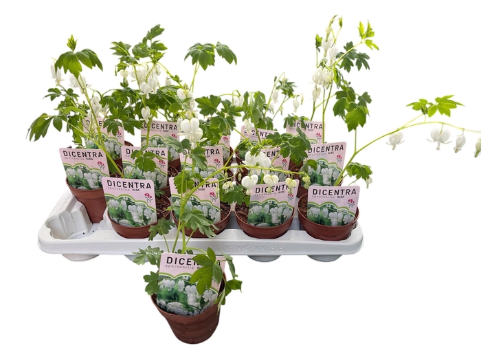 <h4>DICE SP ALBA</h4>