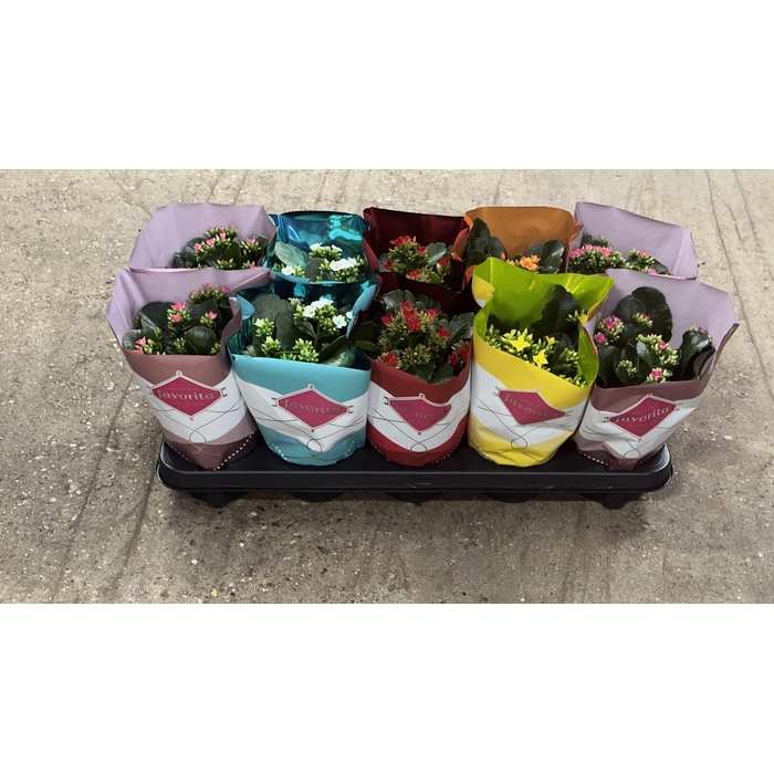 <h4>KAL EN GEM 6 KL</h4>