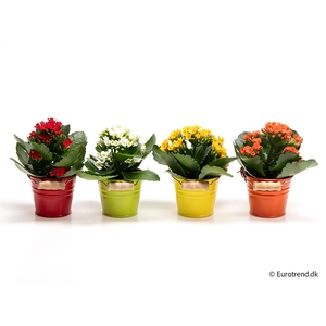 KALANCHOE BLOSSF p6 E 2915