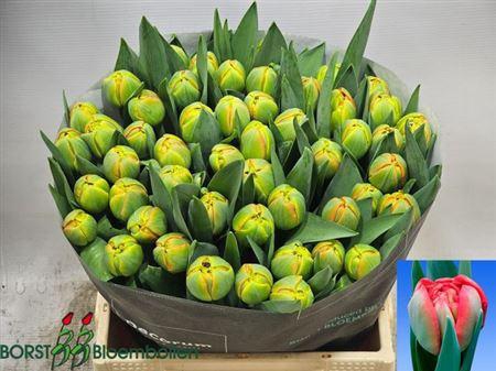 <h4>Tu Du Limerick</h4>