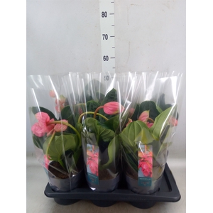 Medinilla magnifica 'Flamenco'