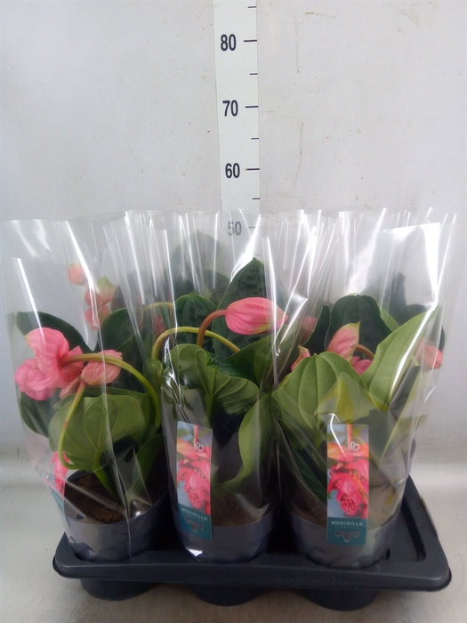 <h4>Medinilla magnifica 'Flamenco'</h4>