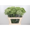 Ammi Majus Visnaga