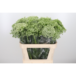 Ammi Majus Visnaga