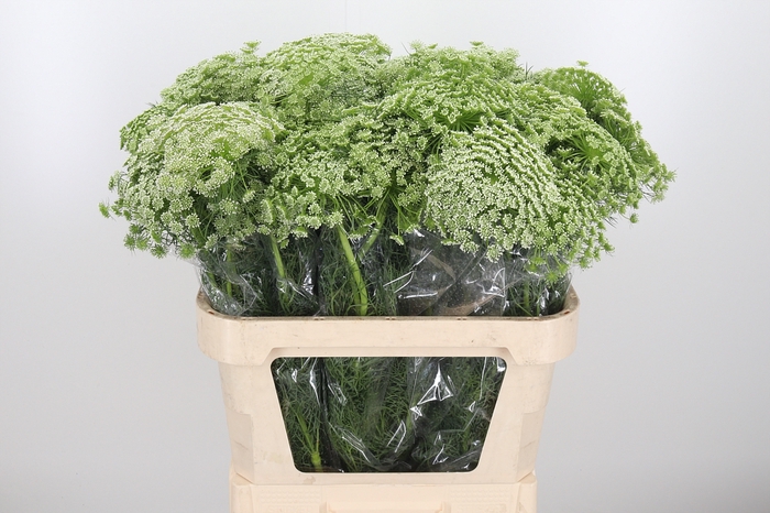 <h4>Ammi Majus Visnaga</h4>
