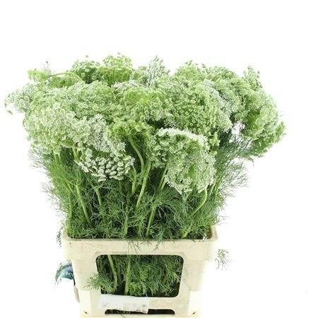 <h4>AMMI VISNAGA</h4>