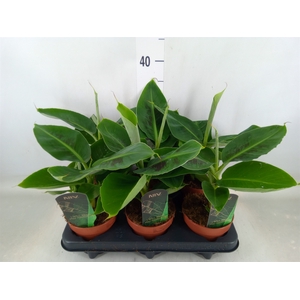 Musa  'Tropicana'