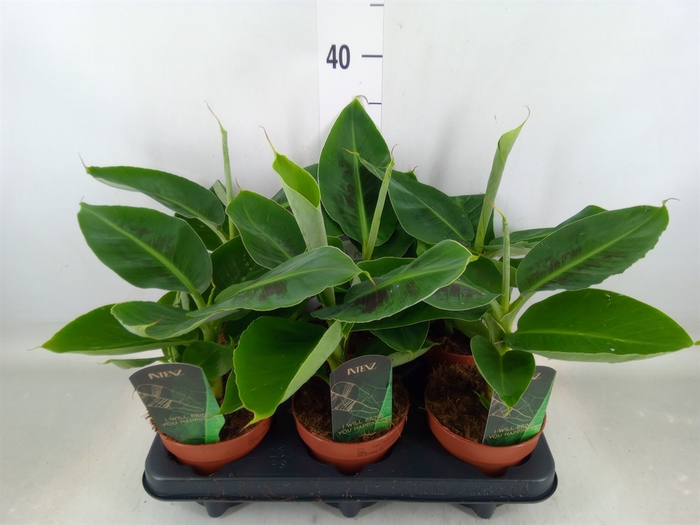 <h4>Musa  'Tropicana'</h4>