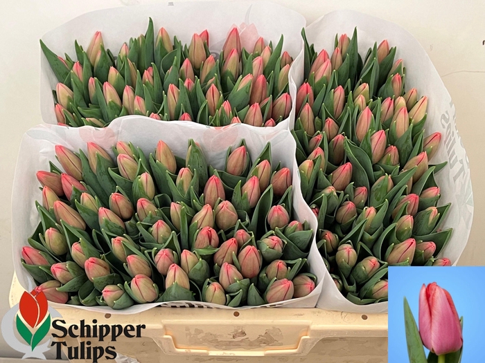 <h4>TU EN ACE PINK</h4>