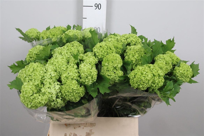 <h4>Viburnum Roseum St 2+</h4>