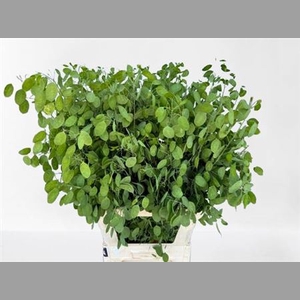 Lunaria Ann Groene P