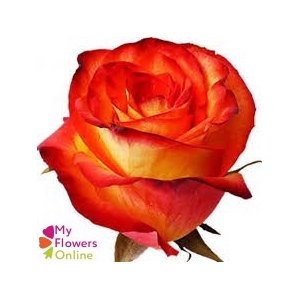 R Gr High & Magic Bicolor 60cm EC